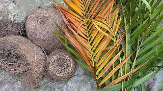 Areca Palm care  rootbound kaise theek karein  areca palm rootbound [upl. by Alket]