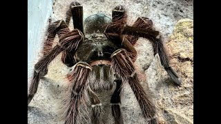 A Look at the three Theraphosa giants Stermi Blondi Apophysis [upl. by Ayanat4]