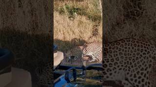 Leopard next to safari carrying baby wildlife safari animals shortsfeed viralvideo [upl. by Otrebmuh449]