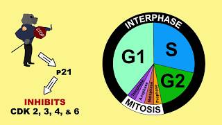 p53 Tumour Suppressor and MDM2 [upl. by Otsedom]