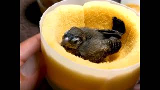 Caring for baby finches [upl. by Othella]