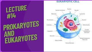 Prokaryotes  Eukaryotes  eukaryotic and prokayotic cell [upl. by China729]