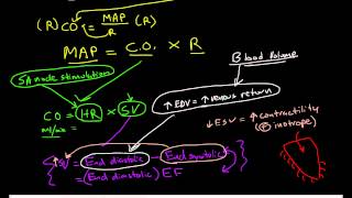 Physiologic Determinants of Blood Pressure [upl. by Eylk144]