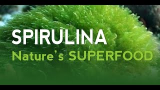 Spirulina  21st Century Superfood [upl. by Fablan]