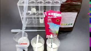 Identifying Milk with Lactase and Glucose Strips [upl. by Fabria]