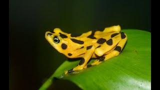 Saving Golden Frogs From Extinction [upl. by Brasca]