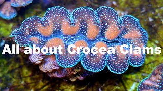 Clam Series  Crocea Clams with ORA [upl. by Watters]