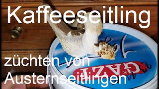 Austernseitlinge auf Kaffeesatz selber züchten [upl. by Lu]