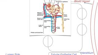 Reabsorption of ions at Proximal Convoluted Tubule Physiology Pumps Diuretic Drugs Part1 [upl. by Doelling]