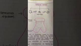 Endocrine system physiology and anatomy endocrinesystem [upl. by Tippets48]