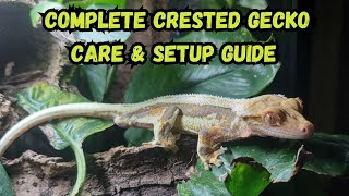 Complete Crested Gecko Care amp Setup Guide [upl. by Sirrah554]