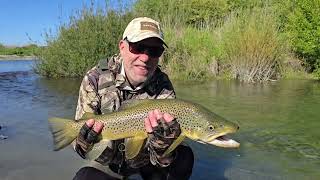 Lowland River Fly fishing New Zealand [upl. by Suivatco]