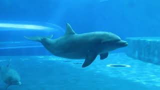 Acquario di Genova Delfini in azione dolphins [upl. by Ytitsahc3]