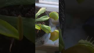 Venus Fly Trap [upl. by Zita]