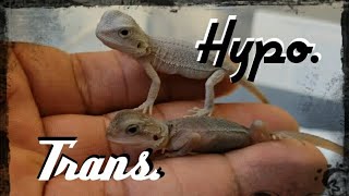 Hypo Zero Bearded Dragon Vs Trans Zero Bearded Dragon which is which [upl. by Alfonzo564]