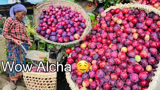 Alcha Ko Jad Banaune Tarika🤤Gau Ghar Ma Paine Arganic Pachthare Alcha 🥰vlog villagelifestylevlog [upl. by Ayr466]