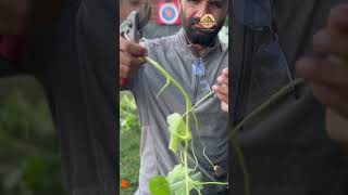 How to Propagate Nasturtiums with Stem Cuttings gardening nasturtium [upl. by Asille506]