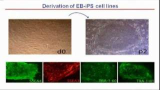 Epidermolysis Bullosa Corrected iPS Stem CellBased Therapy [upl. by Arayt]