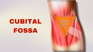 Cubital Fossa Explained Anatomy Boundaries Contents  Doctor Speaks [upl. by Agnese878]