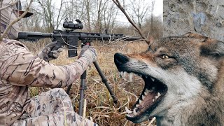 Coyote hunting gone wrong [upl. by Aham]