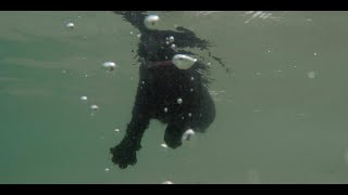 Cats swimming at the beach  underwater camera [upl. by Aicnorev]