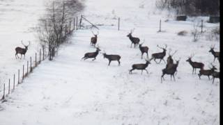 Jelenie pokonują ogrodzenie [upl. by Karisa]