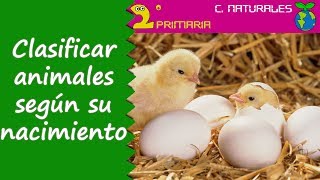 Ciencias de la Naturaleza 2º Primaria Tema 4 Clasificamos los animales según como nacen [upl. by Nneb]