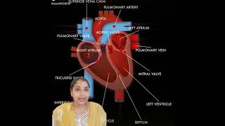 What are oxygenated and deoxygenated bloodpure and impure bloodbiologyscience [upl. by Johannessen]