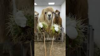 Epic Camel Eats Cacti ASMR  animals camel desertanimal ytshorts Wildlife [upl. by Hike]