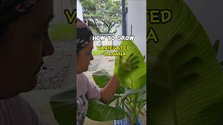 HOW TO GROW VARIEGATED BANANA variegatedbanana musaaeae [upl. by Ahsataj]