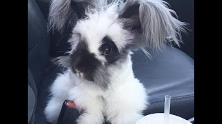 Rescued Angora Rabbit Has The Best Life now [upl. by Par]