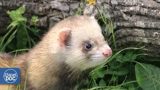 Polecat [upl. by Erasmo829]