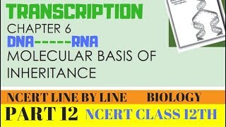 PART12TRANSCRIPTIONCHAPTER 6 NCERT CLASS 12TH BIOLOGY [upl. by Tesler606]