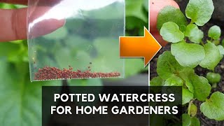 HOW YOU CAN GROW SUPERFOOD WATERCRESS in POTS successfully  Easy Method for Home Gardeners [upl. by Badr]