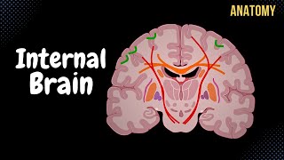 Internal Cerebrum Association Commissural Projection Fibers Basal Ganglion [upl. by Anthiathia]