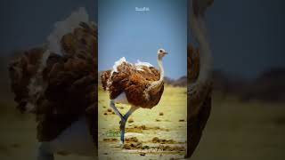 Ostriches Outrun Horses The Shocking Speed of Natures Tallest Bird shorts buzzbilt [upl. by Rehpotsirk57]