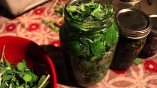 How to Make Horehound Herbal Extract [upl. by Llennhoj319]