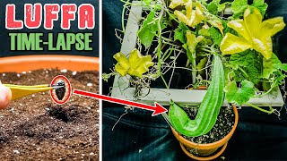 Luffa Plant Growing Time Lapse  Seed To Gourd 114 Days [upl. by Ocirnor]