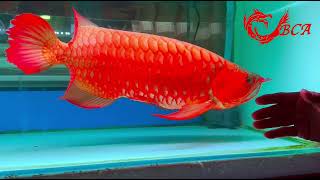 BCA Red Arowana 58cm [upl. by Mcnelly240]