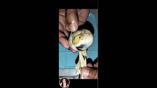 Balut egg embryo Philippines most known exotic food viral egg eggcooking [upl. by Nev]