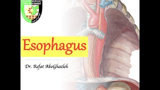 Anatomy of Esophagus [upl. by Eirollam126]