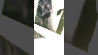 内緒だよ😺 shorts黒猫黒猫ルナ黒猫とおじいちゃん 黒猫散歩黒猫の居る生活 [upl. by Schoenfelder]