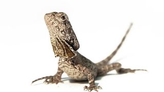 Frilled Dragon Lizard Feeding [upl. by Anerol348]