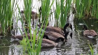 ducks quacking on a lake [upl. by Bever]