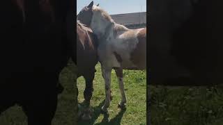 Stallion in the pasture found a walking mare [upl. by Simonne]