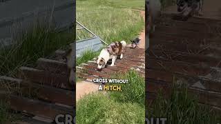 Clever Dogs Figure Out How to Get Across Cattle Guard 🐶 🙌 [upl. by Leslie]