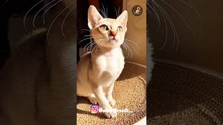 Singapura cat catlovers catbreeds breeds catshorts shorts singapura cute smallcats [upl. by Hendricks]