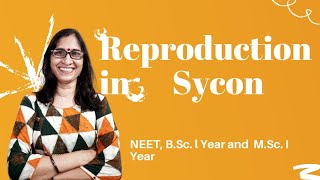 Reproduction in Sycon BSc l Year MSc I Year and NEET  Dr Ranjana Gupta [upl. by Teraj634]