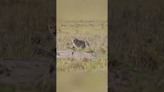 Leopard attack on baby warthog [upl. by Yhtomot]