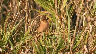 Common Chaffinch Fringuello Fringilla coelebs [upl. by Ahsiekyt]